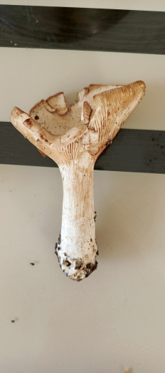 Гриб из Самара