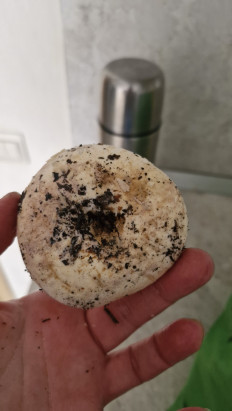 Гриб из Тамбов