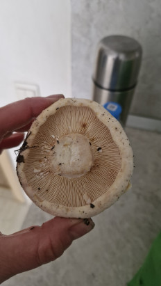 Гриб из Тамбов