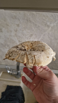 Гриб из Тамбов