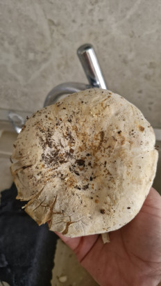 Гриб из Тамбов