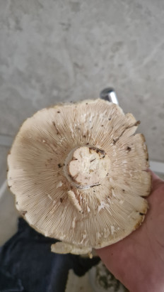 Гриб из Тамбов