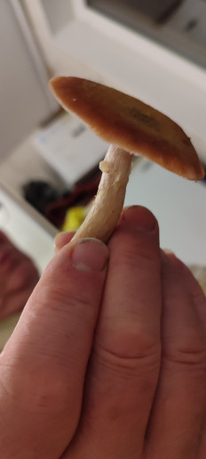 Гриб из Москва