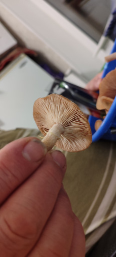 Гриб из Москва