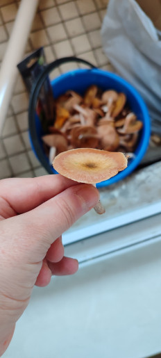 Гриб из Москва