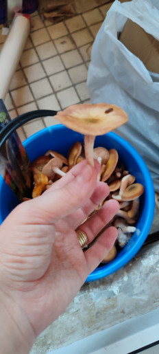 Гриб из Москва