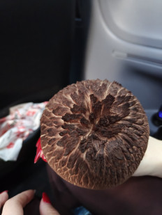 Гриб из Карелия