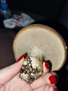 Гриб из Карелия