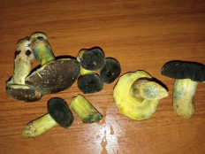 Гриб из Киев