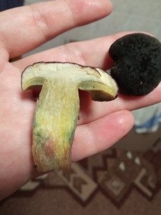 Гриб из Киев