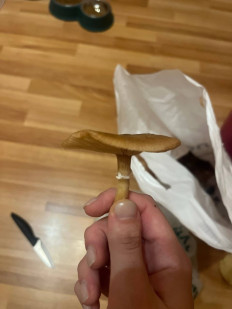 Гриб из Московская область