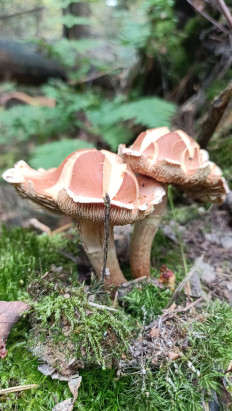 Опёнок кирпично-красный