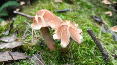 Опёнок кирпично-красный