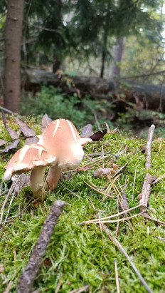 Опёнок кирпично-красный