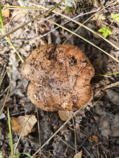 Гриб из Воронеж