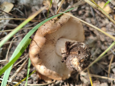 Гриб из Воронеж