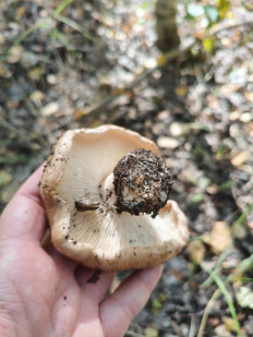 Гриб из Воронеж