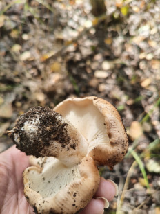 Гриб из Воронеж