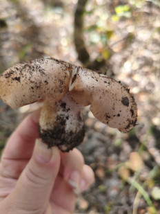 Гриб из Воронеж