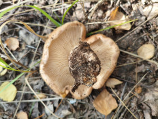 Гриб из Воронеж