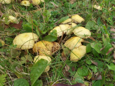 Гриб из Тюмень