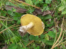 Гриб из Тюмень