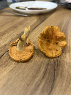 Гриб из Санкт-петербург