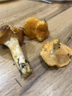 Гриб из Санкт-петербург