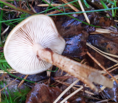 Гриб из Санкт-Петербург