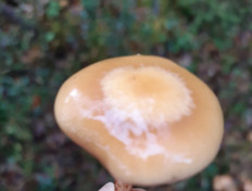 Гриб из Санкт-Петербург