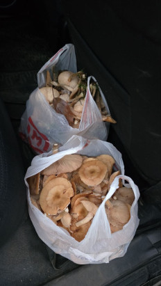 Гриб из Ярославль