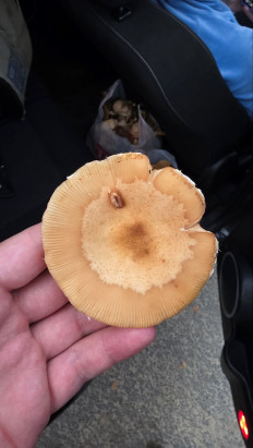 Гриб из Ярославль