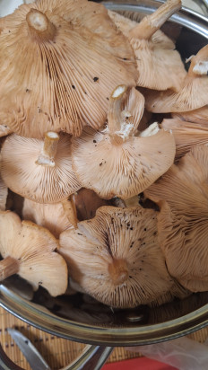 Гриб из Ярославль