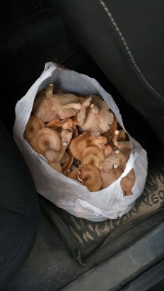 Гриб из Ярославль