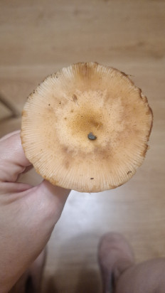 Гриб из Ярославль