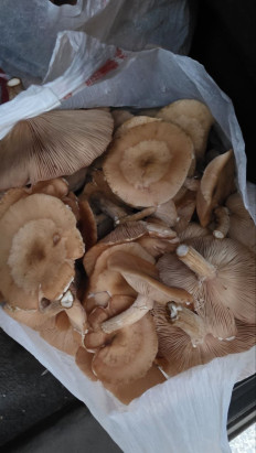 Гриб из Ярославль