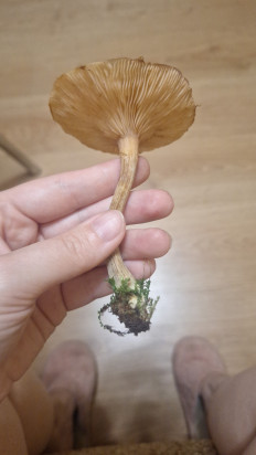 Гриб из Ярославль