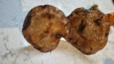 Гриб из Канада