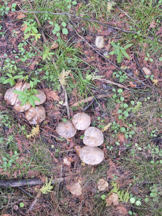 Гриб из Канада