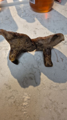 Гриб из Канада