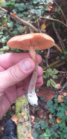 Гриб из Калуга