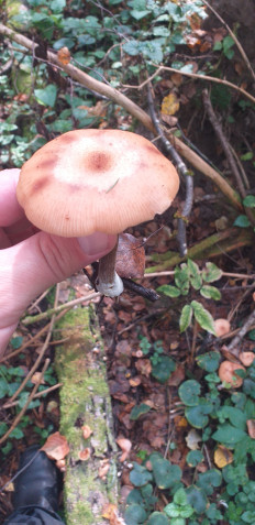 Гриб из Калуга