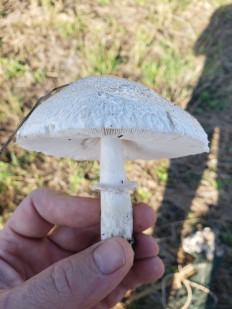 Гриб из Краснодар