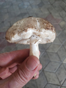 Гриб из Краснодар