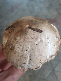 Гриб из Краснодар