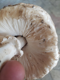 Гриб из Краснодар