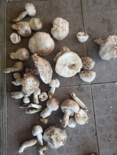 Гриб из Краснодар