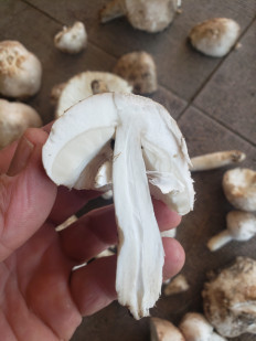 Гриб из Краснодар