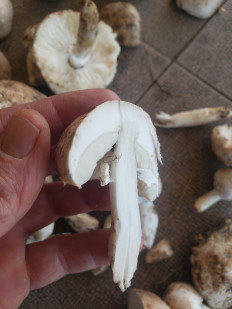 Гриб из Краснодар