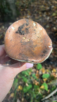 Гриб из Димитровград